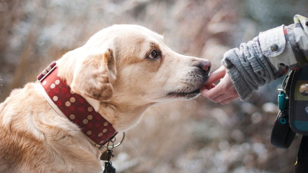 A calm dog with a dotted red collar eating a snack out of a person's hand.
